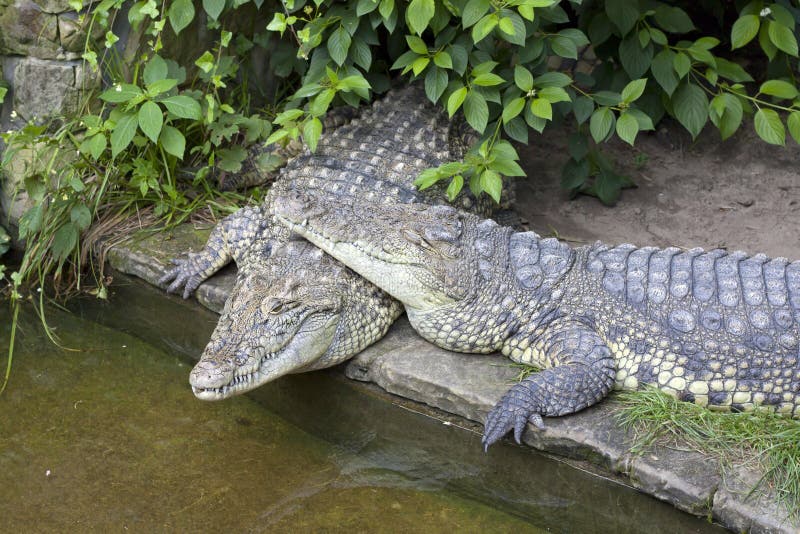 Two crocodiles in love