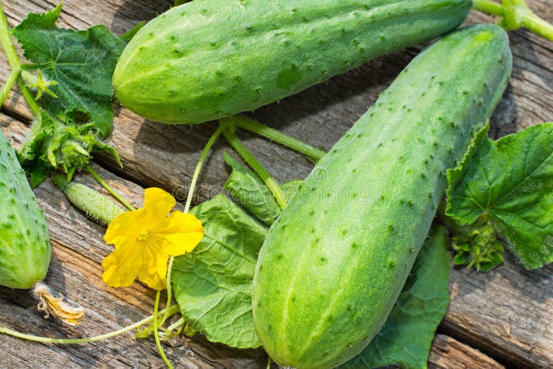 Two cucumbers