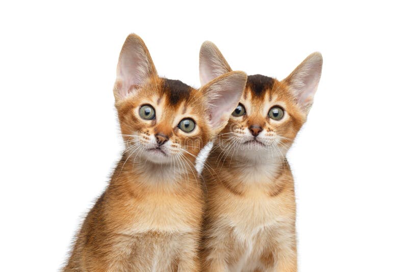 Two Cute Abyssinian Kitten on Isolated White Background