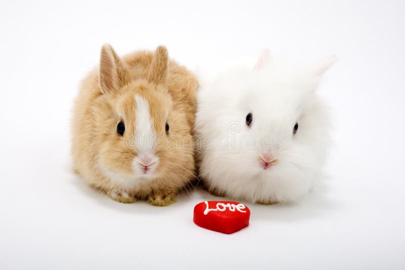 Two cute baby rabbits