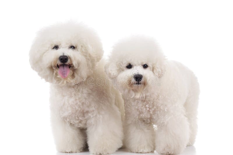 2 996 Bichon Frise Photos Free Royalty Free Stock Photos From Dreamstime