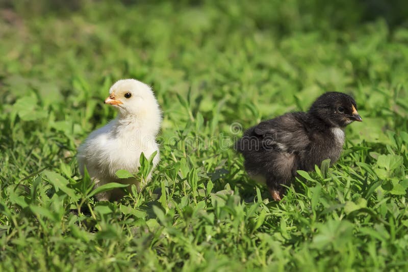 Two Cute Black and White Chicken Walking on Green Grass Stock Photo - Image  of black, golden: 72271026
