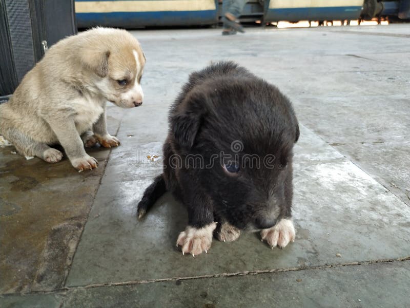 Two Cute black white puppies stock photos Two Cute black white puppies stock photos