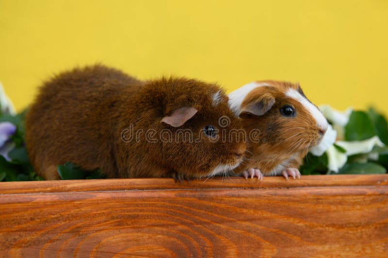 Two Cute Guinea Pigs Posing Together on Grass Stock Photo Image of cute, cavy 280090192