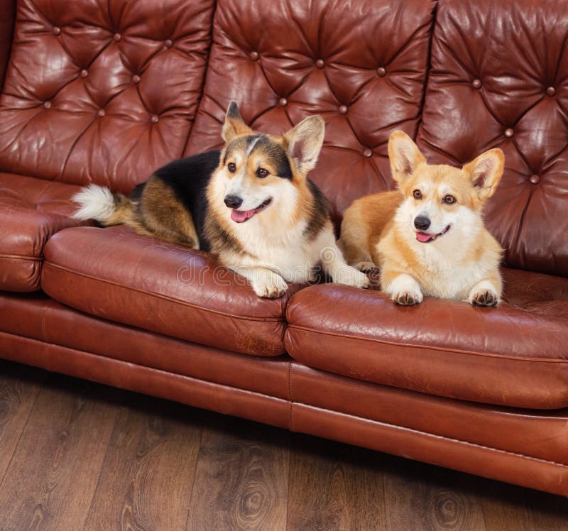 Two Cute Dogs on a Sofa Stock Photo Image of bedroom