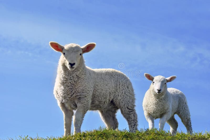 Two Cute Curious Lambs Looking in Spring