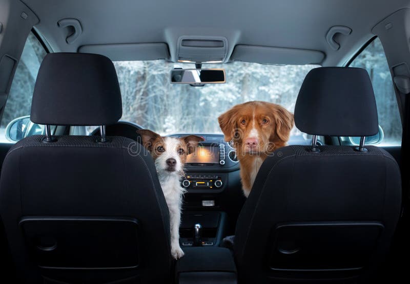 Nova Scotia Duck Tolling Retriever Car Seat Covers (Set of 2) Nova Scotia Duck Tolling Retriever Car Seat Covers (Set of 2)