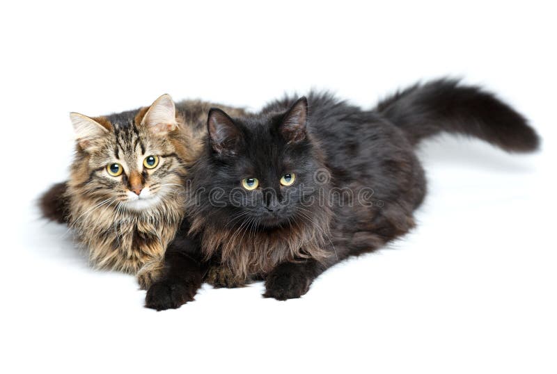 Two cute fluffy cats isolated on white stock images Two cute fluffy cats isolated on white stock images