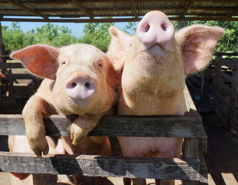 Two cute, funny and curious pigs on a farm in the Dominican Repu stock photos Two cute, funny and curious pigs on a farm in the Dominican Repu stock photos