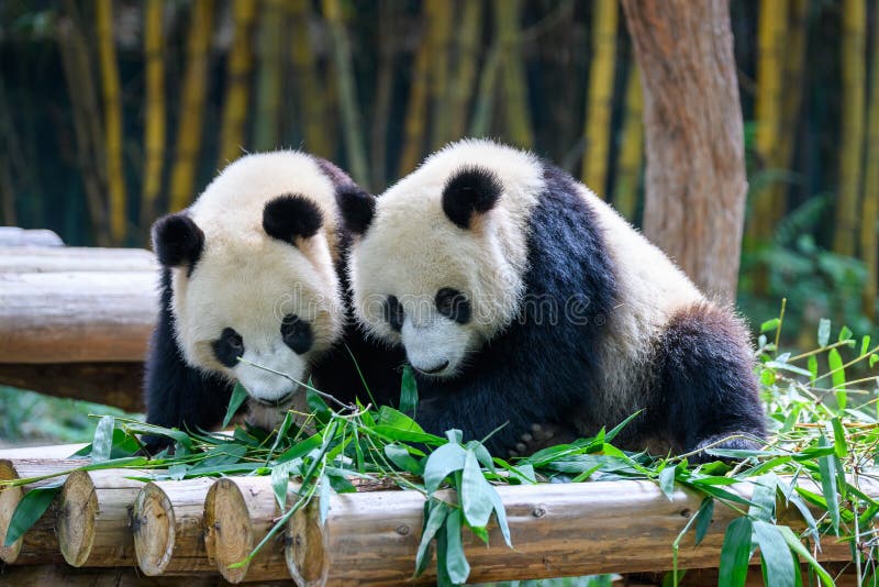 Two cute giant pandas playing together stock images