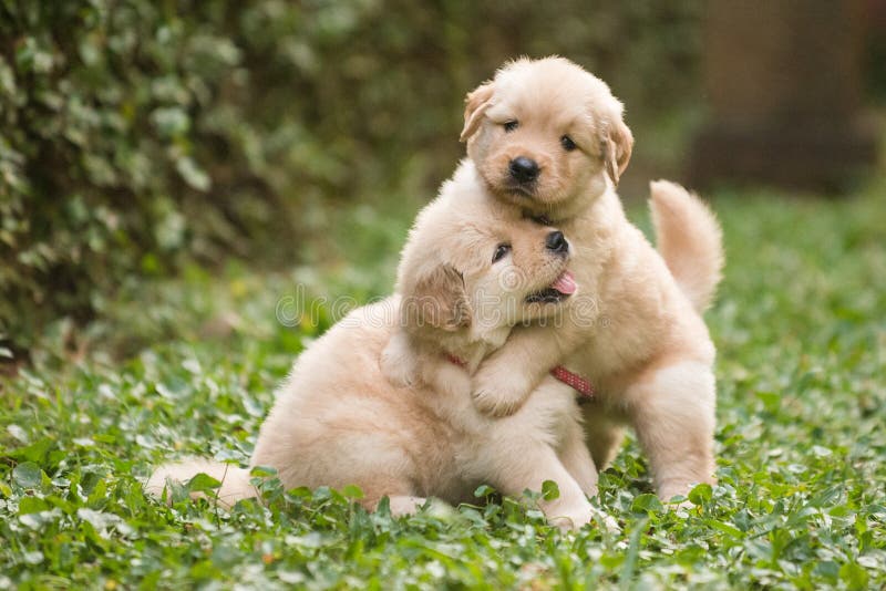 De dos lindo perro perdiguero de oro cachorros.