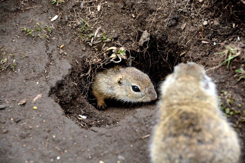 Two cute ground squirrels playing in Slovakia