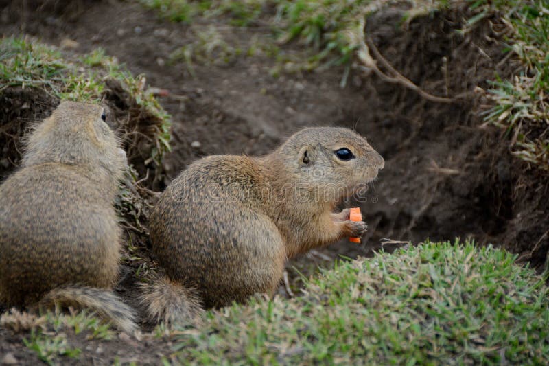 Two cute ground squirrels playing in Slovakia