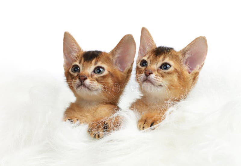 Two cute kitten isolated on white background