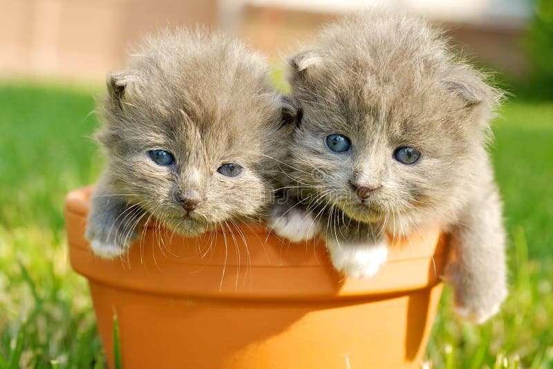 Two Cute Kittens