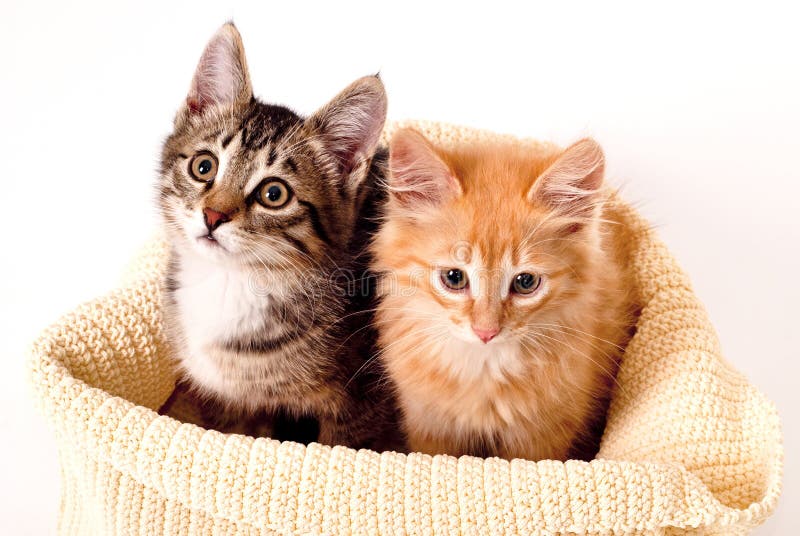 Two cute kittens stock photos
