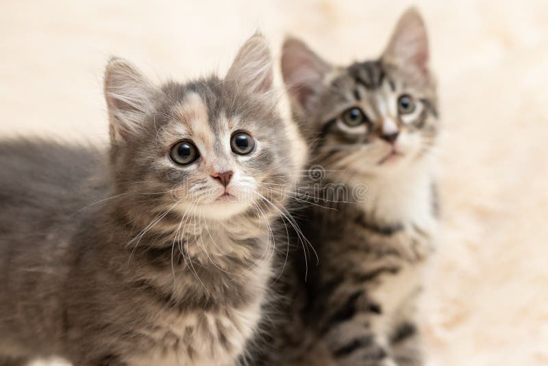 Two Cute Kittens on a Cream Fluffy Fur Blanket Stock Photo Image of