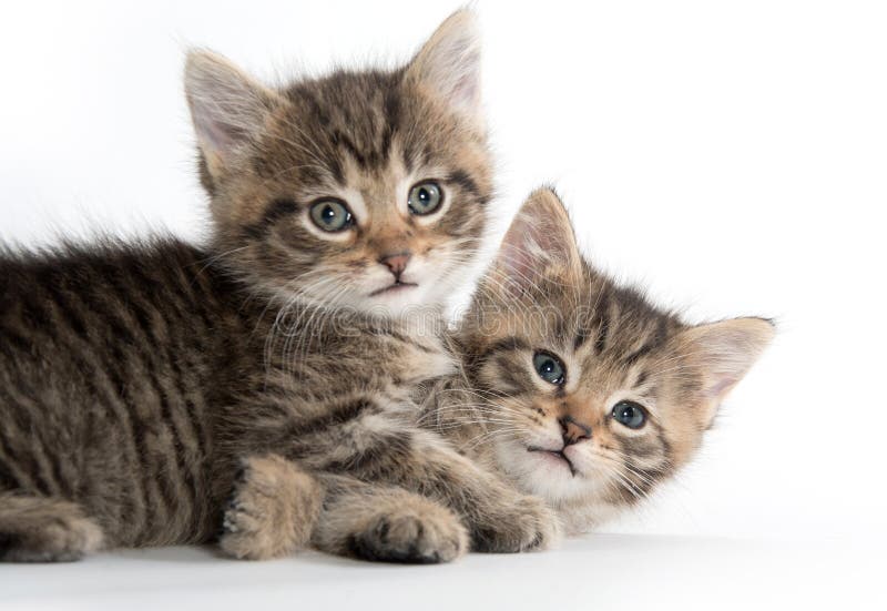 Two cute kittens playing stock image. Image of adorable - 96950635