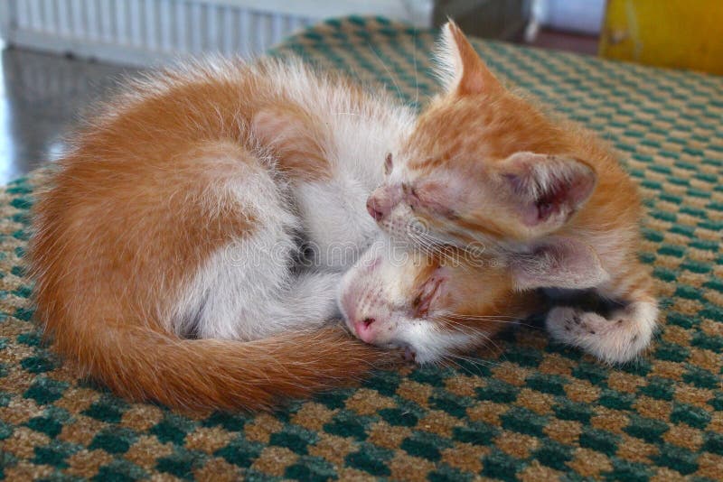 Two Cute Kittens sleeping in the street