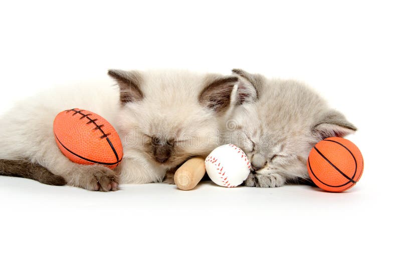 Two cute kittens with toys