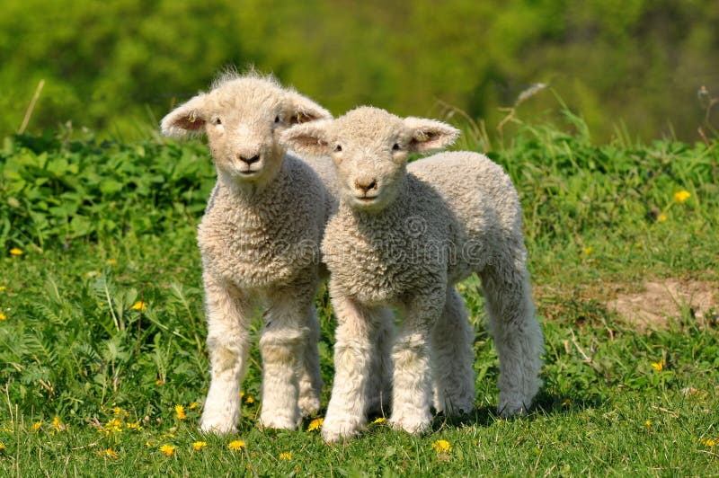 Two cute lambs