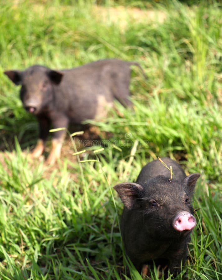 Due cute little baby suinetti provenienti oltre per dire ciao, nuova zelanda.