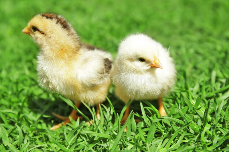 Two cute little chicks stock photography Two cute little chicks stock photography