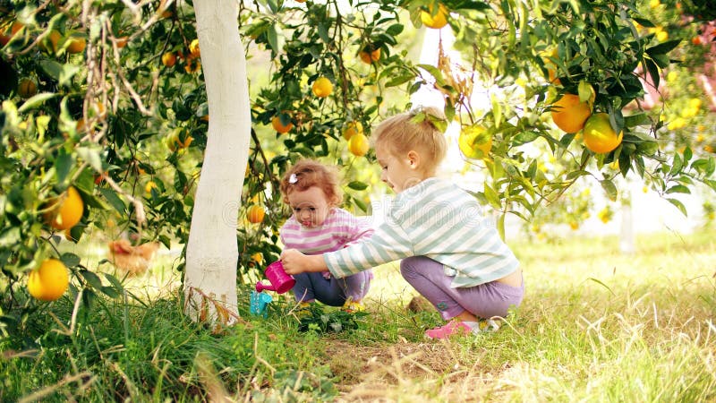 Two Cute Little Girls Watering an Orange Tree with Small Watering Cans ...
