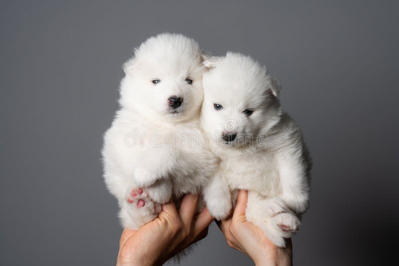 Những chú chó Samoyed con trông thật đáng yêu và dễ thương! Hãy đến và xem những bức ảnh đáng yêu về chúng để cảm nhận sự ngọt ngào và đáng yêu của những chú chó nhỏ.