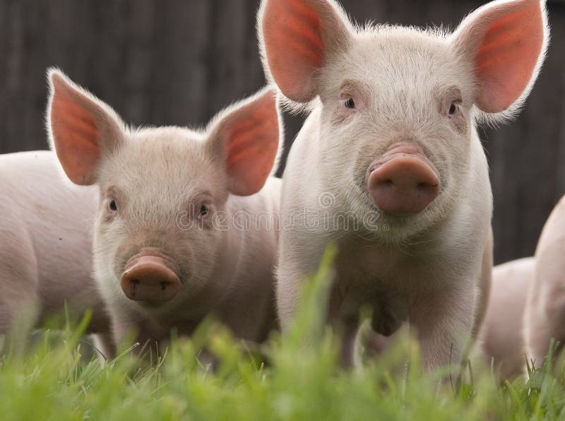 De dos curioso lechones sobre el pequeno instrumento de medición biológico un cerdo.