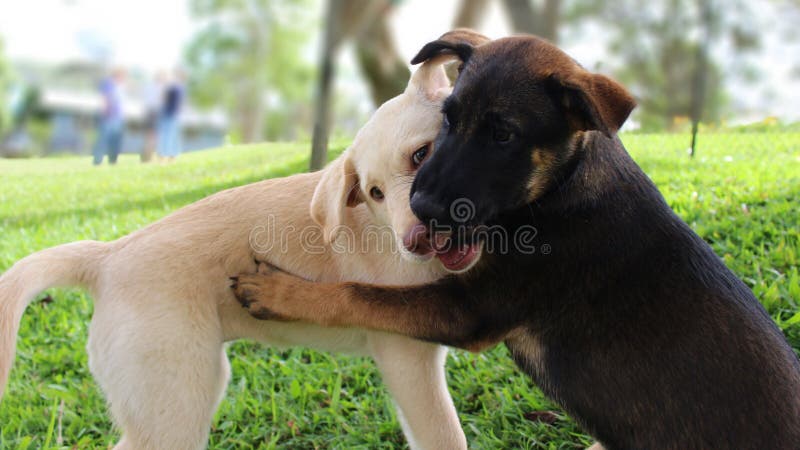 are puppies playful