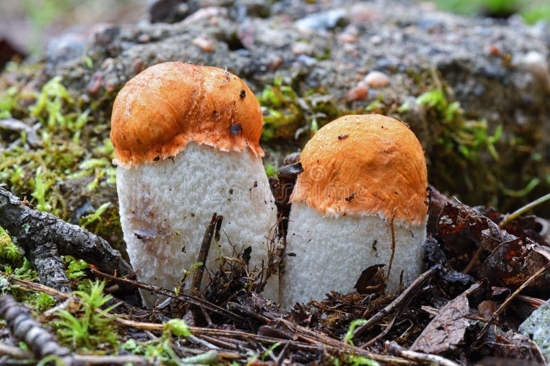 Two cute red-capped scaber stalks Leccinum aurantiacum with white legs close up. Fungi, mushroom in the summer forest.