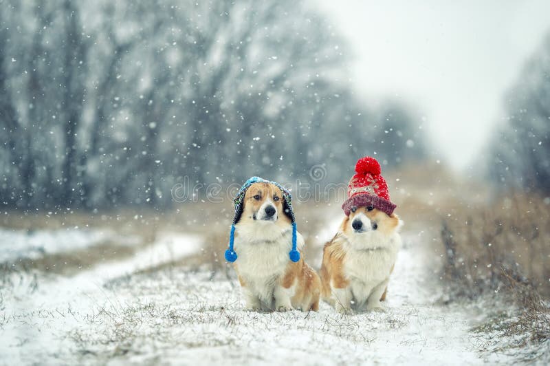 Two cute red-haired twin Corgi dogs sit in the Park in funny knitted warm hats on a snowy winter day and look at each other