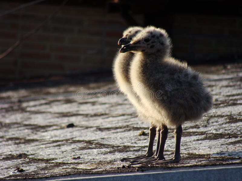 Two cute seagull chicks walking of the roof against sunlight stock photos Two cute seagull chicks walking of the roof against sunlight stock photos