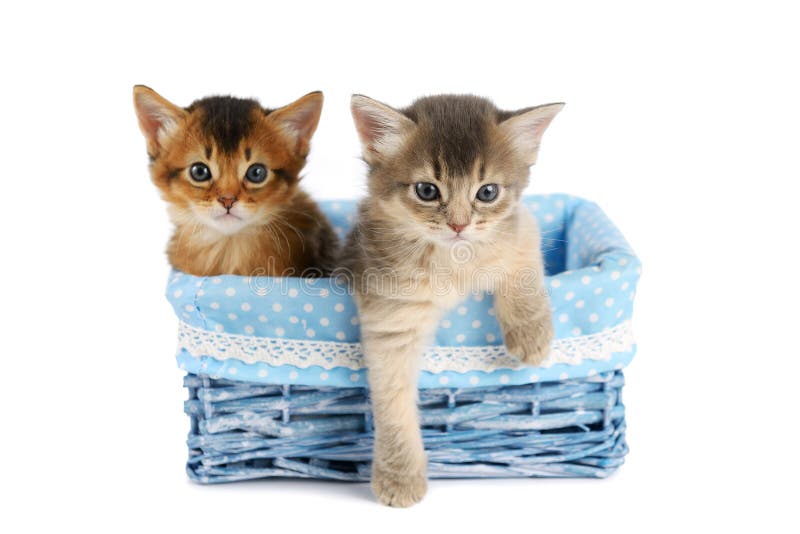 Two cute somali kittens isolated on white background royalty free stock photography