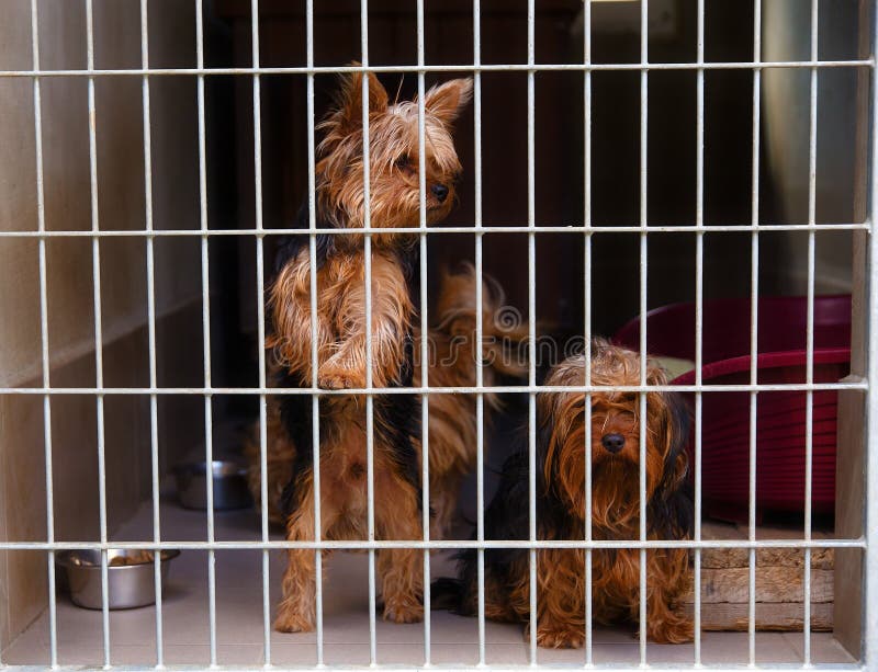 Two cute strayed dogs in dog shelter.