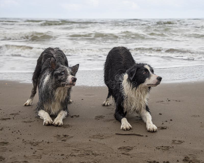 Why Do Dogs Play Bow why-do-dogs-play-bow
