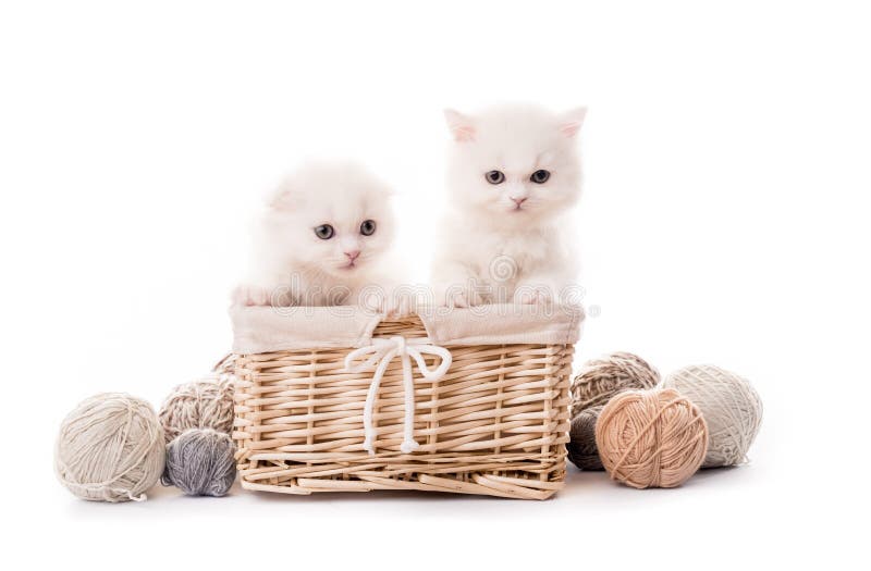Two Cute White Kittens In Basket Isolated Stock Photo Image of