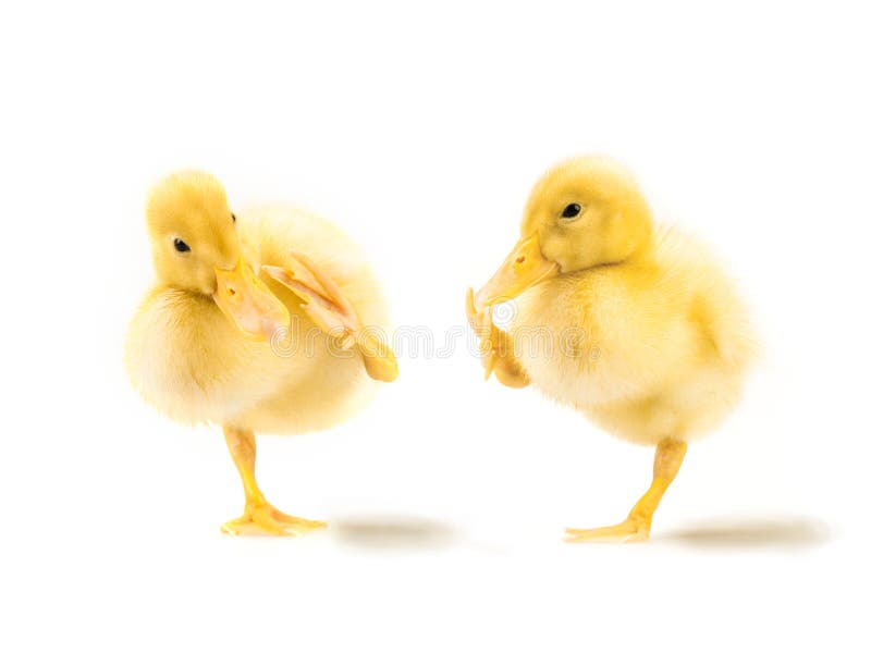 Two cute yellow ducklings