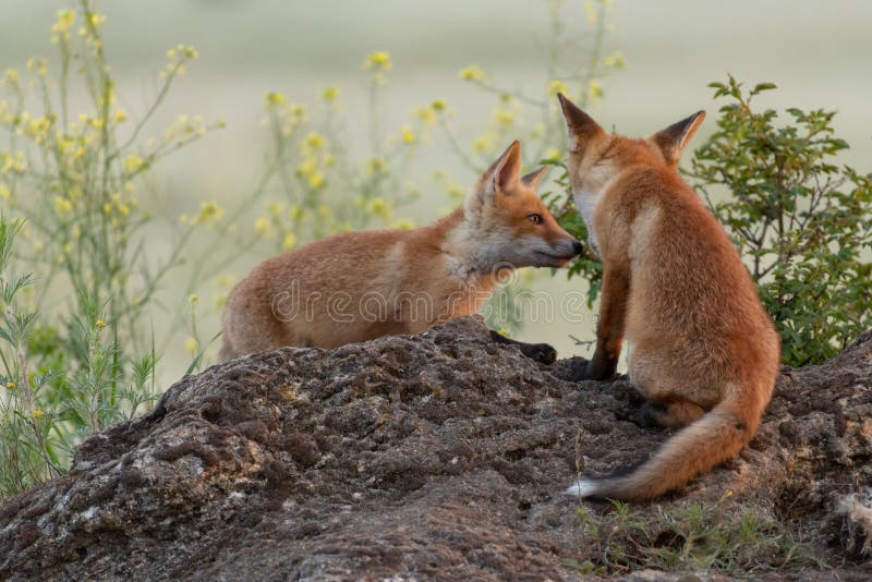 Two cute young foxes. Vulpes vulpes royalty free stock photography
