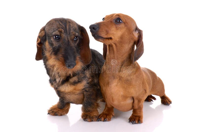 Two dachshunds