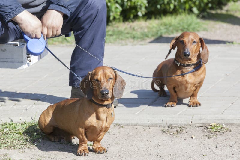Two Dachshunds on a Lead with the Owner Stock Image Image of