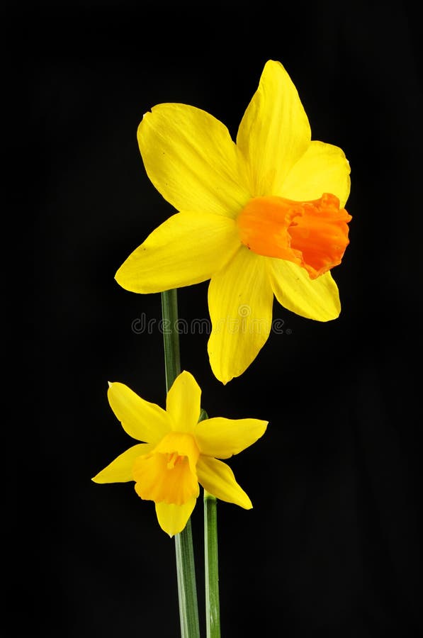 Two daffodil flowers stock photo. Image of bloom, isolated 70674166