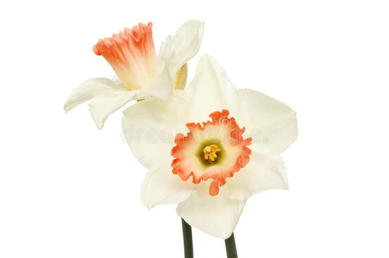 Two daffodil flowers stock image. Image of daffodil, isolated 69668055