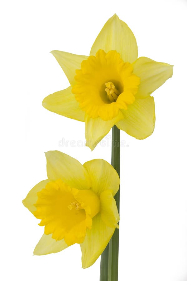 Yellow easter daffodil stock image. Image of nature, park 552673