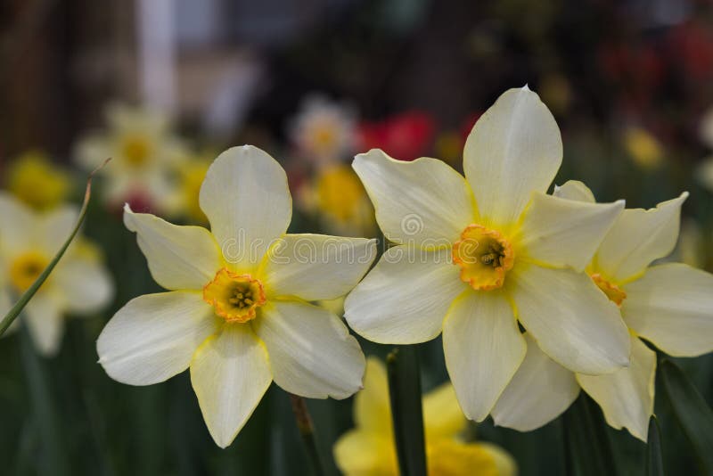 Two of Daffodils Blooming in Spring of Japan Stock Photo Image of