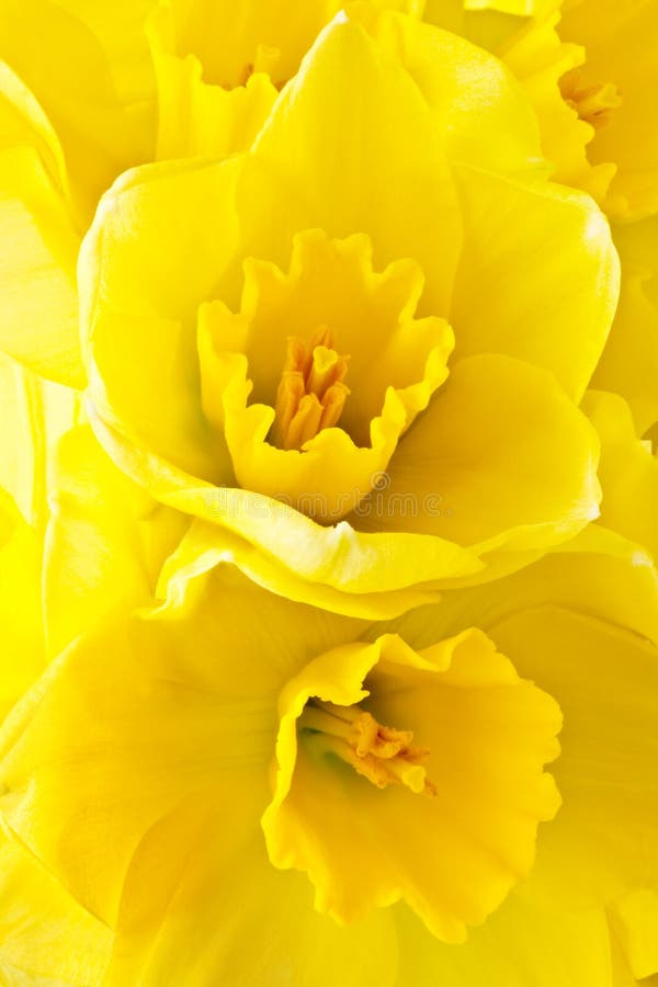 Two daffodils