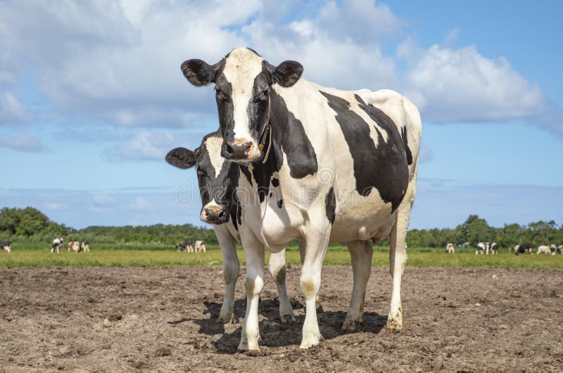 Two Dairy Cows One Cow Hiding Behind the Other Cow are Standing in a Two Dairy Cows One Cow Hiding Behind the Other Cow are Standing in a