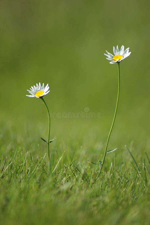 Two Daises Reaching For The Sun