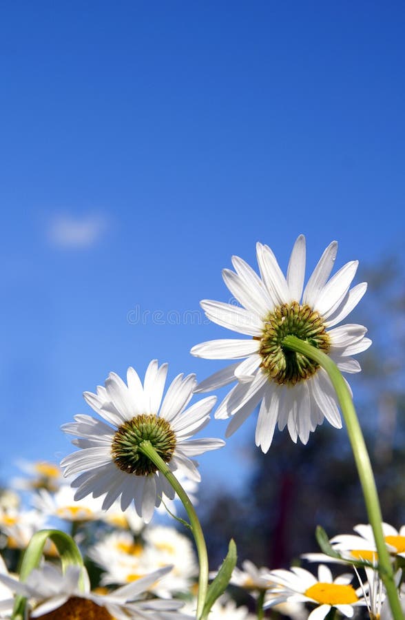 Two daises turning back on a blue sky